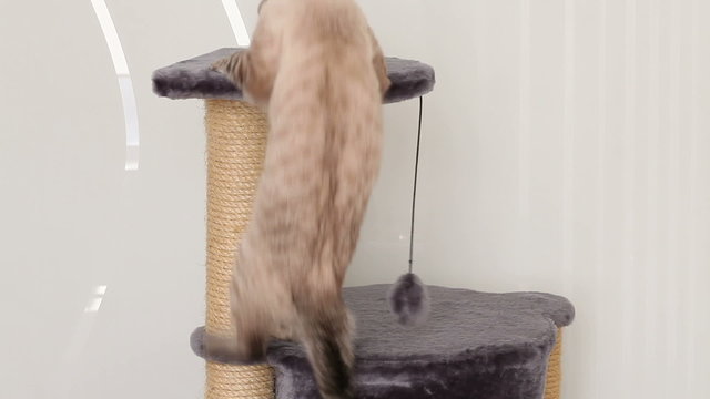 Thai cat jumps on the scratching post (a few times).
