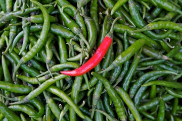 Individual red chili standing out on green chillies