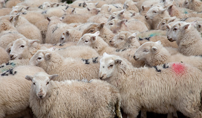 Fototapeta premium Welsh Mountain Sheep