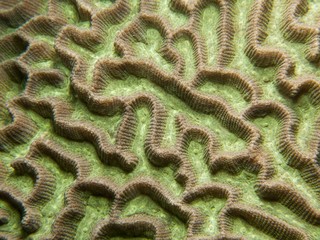 Maze Coral  - Platygyra sp.