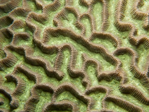Maze Coral  - Platygyra sp.