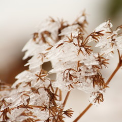 ice-covered flowers