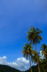 Tropical climate - Palm tree and blue sky. Trinidad
