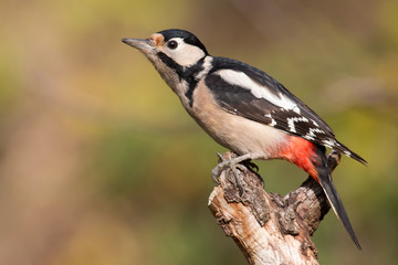 Obraz premium Bunt Woodpecker