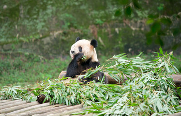 Giant panda eating bamboo