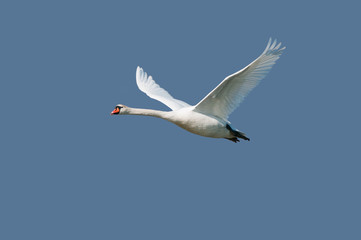 Mute swan on flight
