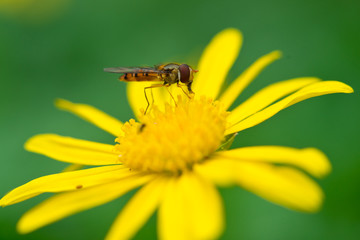 Bee on yellow daisy