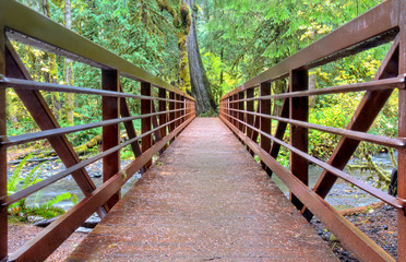 Bridge in rainforest