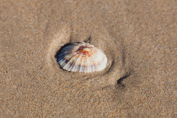 Shell in the beach of Comillas, Cantabria, Spain
