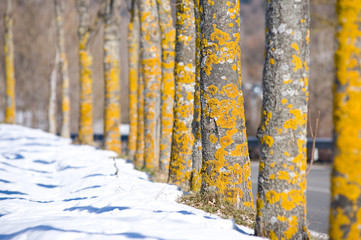 Row of yellow trees in the snow.