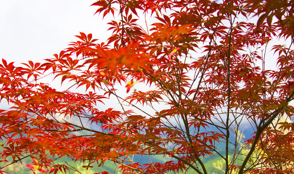 Red Japanese Maple Tree