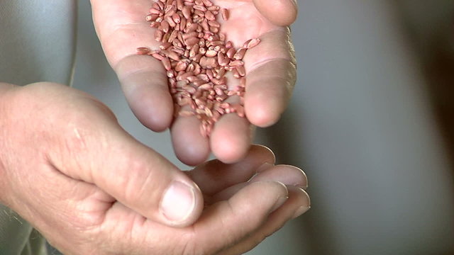 Wheat in farmer's hand