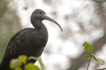 Glossy ibis