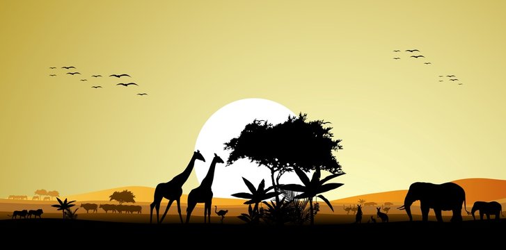 beauty silhouette of safari animal wildlife