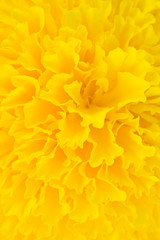 Yellow marigold petals