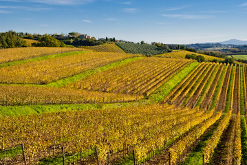 Fototapeta na wymiar Winnice regionu winiarskiego Chianti, Toskania, Włochy
