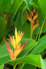 Heliconia yellow flower