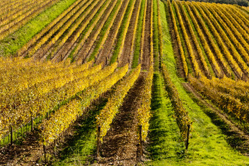 Chianti wine region vineyards, Tuscany, Italy