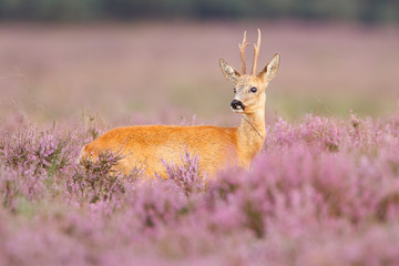 A roe deer in a field of heather