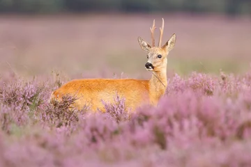 Tuinposter A roe deer in a field of heather © Pim Leijen