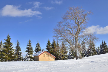 House on snow hill with green pine background