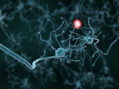 Zwei Neuronen