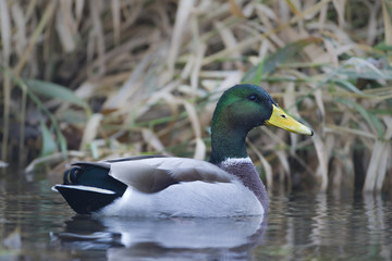Canard colvert mâle dans l'eau