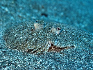 sogliola