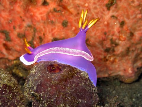 nudibranco