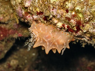 nudibranco