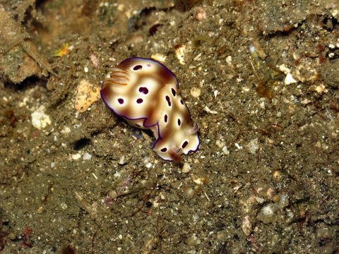 nudibranco