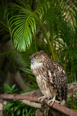 brown eagle owl