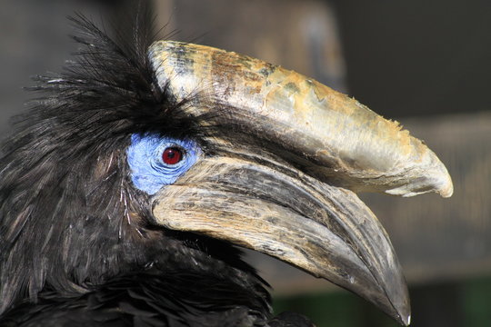 le Calao casqu&eacute;