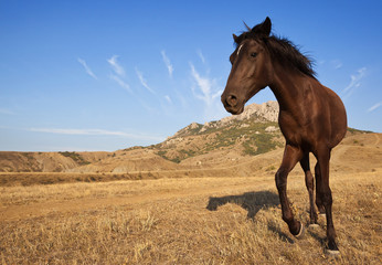 Obraz na płótnie Canvas Brown horse in the wild on a dry grass field