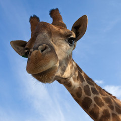 Giraffe lookin in the camera