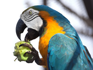 Blue and Yellow Macaw eat the apple
