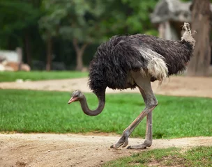 Peel and stick wall murals Ostrich ostrich