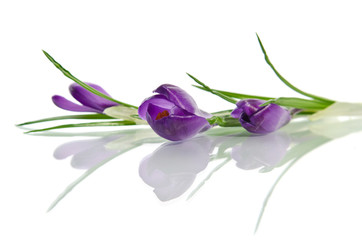 Mooie violette krokus die op wit wordt geïsoleerd