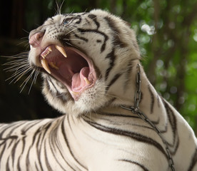 the white tiger growls