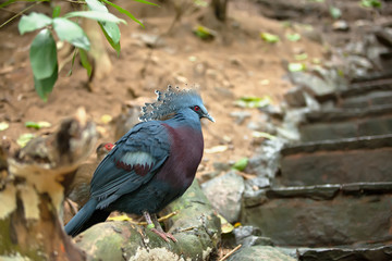 victoria crowned pigeon