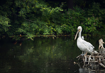 white pelican on wooden logs