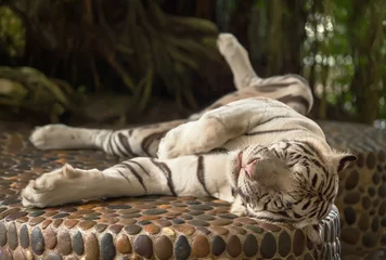 Crédence de cuisine en verre imprimé Tigre white tiger