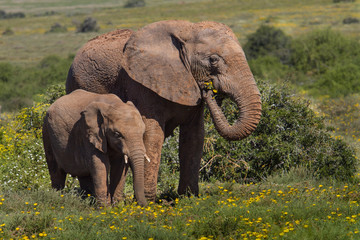 Two Elephants Feeding