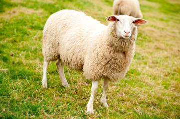 Schaf auf der Wiese