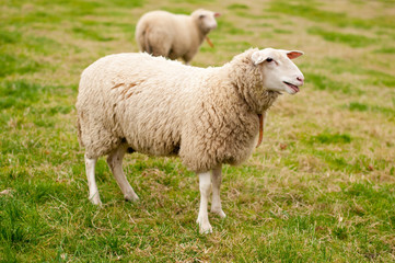 Naklejka na ściany i meble Owce na pastwisku