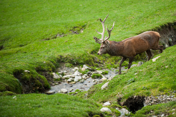 Naklejka na ściany i meble Hirsch