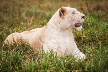 White lion