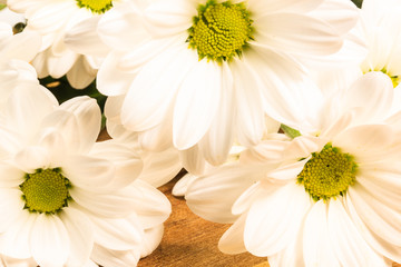 horizontal background with white chrysanthemums