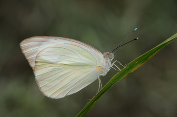 Farfalla - (Ascia monuste)