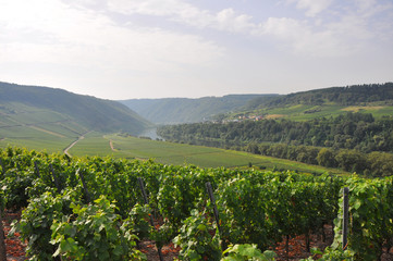 weinhügel - Landschaft entlang der mosel
